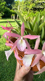 Chargez l'image dans la visionneuse de galerie, Brassocattleya Clear Stars (Brassavola nodosa × Cattleya Hsinying Pub)