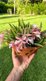 Chargez l'image dans la visionneuse de galerie, Brassocattleya Clear Stars (Brassavola nodosa × Cattleya Hsinying Pub)