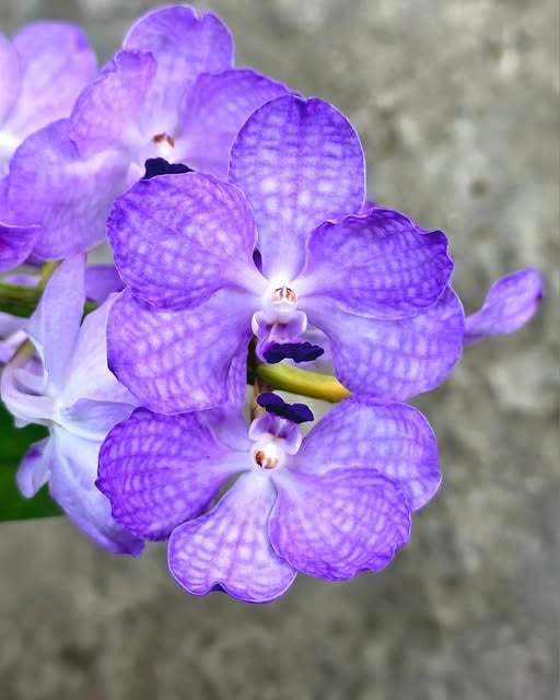 Vanda MV Tannins