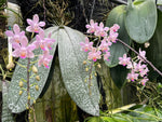 Carica l'immagine nel visualizzatore Galleria, Phalaenopsis Hans Christiansen (gigantea 'Jumbo Orchids' × lindenii 'Jumbo')