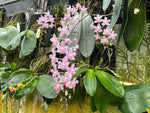 Carica l'immagine nel visualizzatore Galleria, Phalaenopsis Hans Christiansen (gigantea 'Jumbo Orchids' × lindenii 'Jumbo')