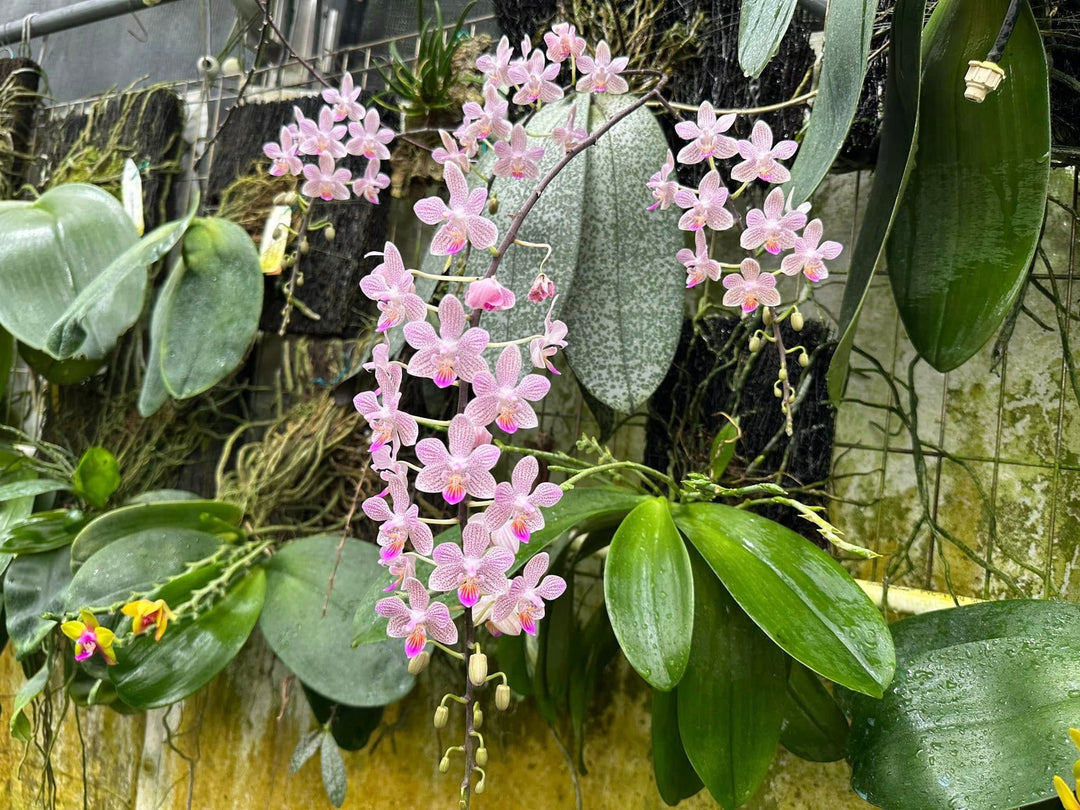 Phalaenopsis Hans Christiansen (gigantea 'Jumbo Orchids' × lindenii 'Jumbo')