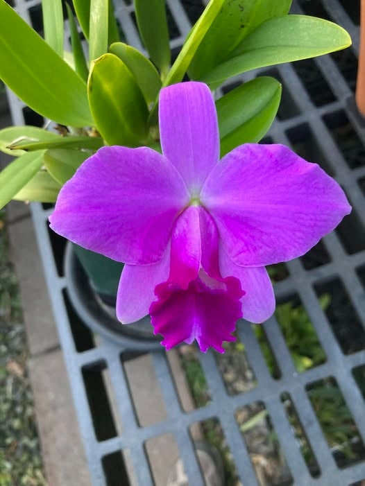 Cattleya aclandiae type 'Sakamoto' - Br Orquidea