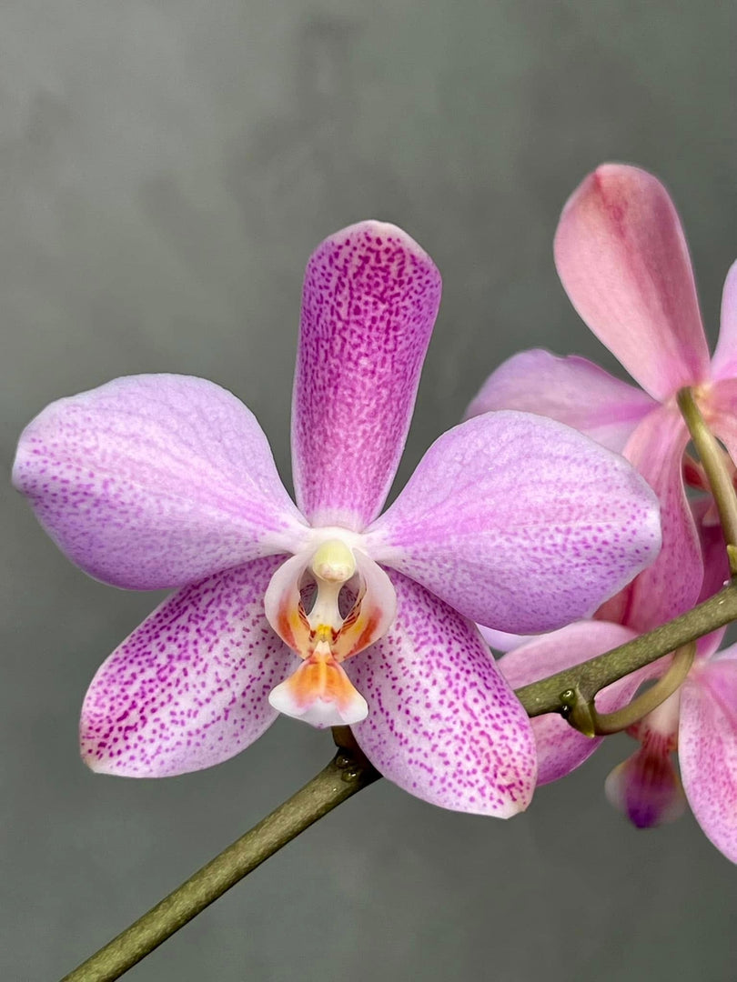 Phalaenopsis Schillgig (gigantea X schilleriana)
