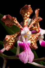 Load image into Gallery viewer, Vanda insignis