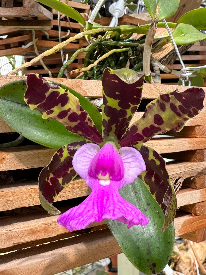 Cattleya aclandiae type 'Sakamoto' - Br Orquidea
