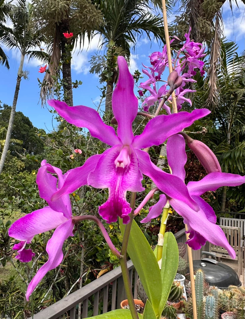 Myrmecocattleya Monte Bello 'Mainau' (Cattleya purpurata x Myrmecophila tibicinis)