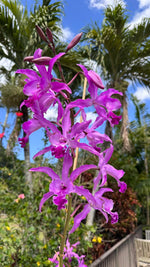 Carica l'immagine nel visualizzatore Galleria, Myrmecocattleya Monte Bello 'Mainau' (Cattleya purpurata x Myrmecophila tibicinis)