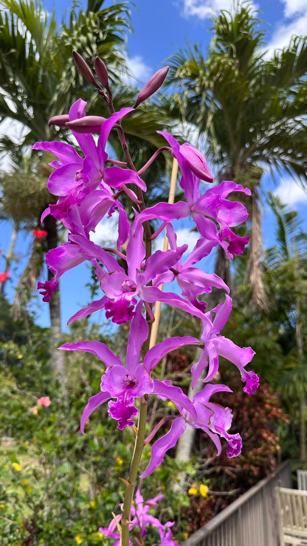 Myrmecocattleya Monte Bello 'Mainau' (Cattleya purpurata x Myrmecophila tibicinis)