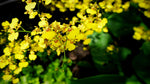Load image into Gallery viewer, Oncidium Golden Shower