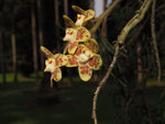 Load image into Gallery viewer, Chiloschista parishii 'North Thailand'