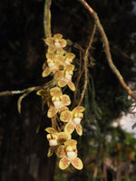 Load image into Gallery viewer, Chiloschista parishii 'North Thailand'