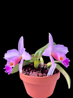Carica l&#39;immagine nel visualizzatore Galleria, Laelia alaorii f. suave x Cattleya warneri f. albescens - Br Orquidea
