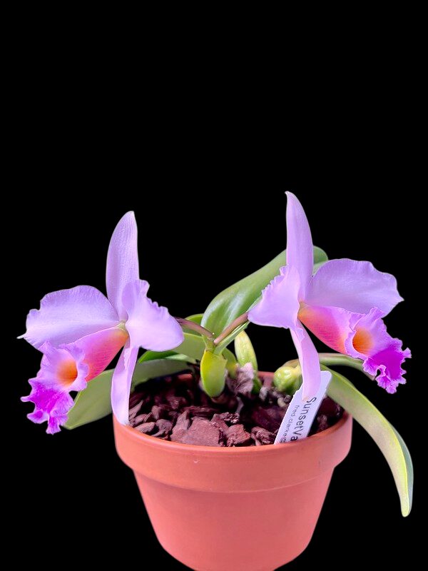 Laelia alaorii f. suave x Cattleya warneri f. albescens - Br Orquidea
