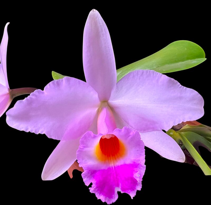 Laelia alaorii f. suave x Cattleya warneri f. albescens - Br Orquidea