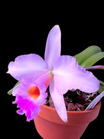 Carica l&#39;immagine nel visualizzatore Galleria, Laelia alaorii f. suave x Cattleya warneri f. albescens - Br Orquidea
