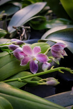 Carica l'immagine nel visualizzatore Galleria, Phalaenopsis speciosa 'Iron Purple'