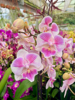 Load image into Gallery viewer, Phalaenopsis Ching Ann Vichris Dress (Peloric) - Big Lip