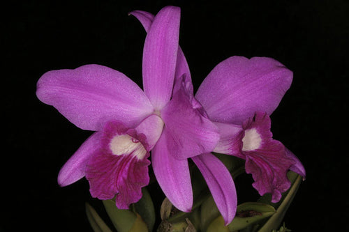 Laelia sincorana