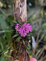 Load image into Gallery viewer, Schoenorchis tixieri