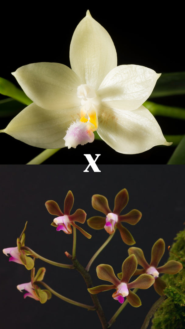 Phalaenopsis honghenensis x floresensis