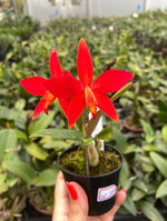 Load image into Gallery viewer, Laelia milleri x Sophronitis riograndensis - Brazil Import