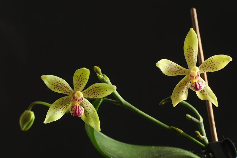 Phalaenopsis Patrizia Cassol (Phalaenopsis natmataungensis x Phalaenopsis cochlearis)