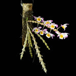 Load image into Gallery viewer, Dendrobium pendulum