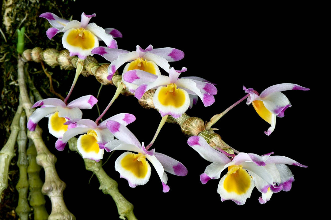 Dendrobium pendulum