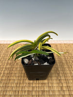 Load image into Gallery viewer, Neofinetia falcata 'Kinkōnishiki' 金広錦