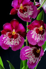 Carica l'immagine nel visualizzatore Galleria, Miltoniopsis Newton Falls