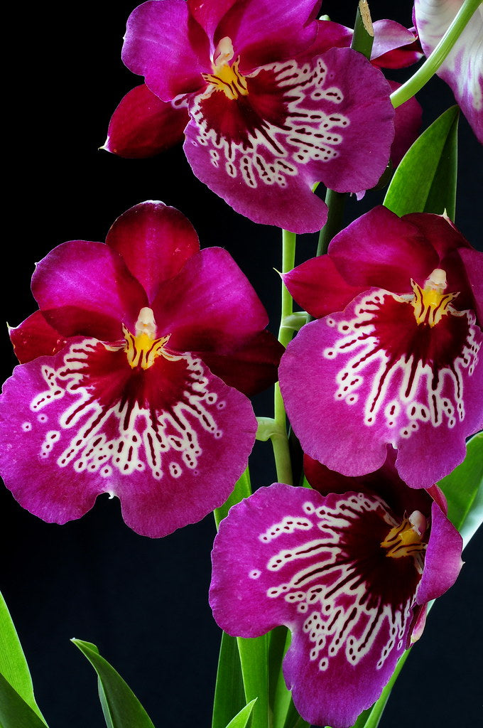 Miltoniopsis Newton Falls