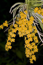 Carica l'immagine nel visualizzatore Galleria, Chiloschista parishii 'Nakornpanom' syn. nakornpanomensis