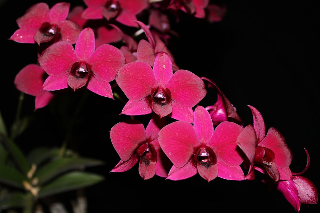 Dendrobium Burana Racha
