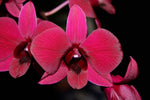 Laden Sie das Bild in den Galerie-Betrachter hoch, Dendrobium Burana Racha