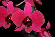 Dendrobium Thailand Black (Dendrobium Phalaenopsis)