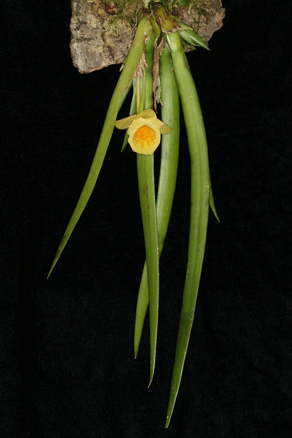 Plectrophora cultrifolia