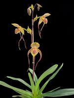 Load image into Gallery viewer, Paphiopedilum Winter Pearl (Magic Lantern xemernii var. huonglanae)