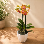 Chargez l'image dans la visionneuse de galerie, Phalaenopsis Fong Tien's Amapearl 'Cone Pearl CL913G'