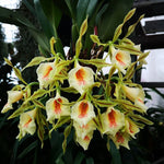 Load image into Gallery viewer, Trichopilia tortilis x turialbae alba
