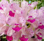 Carica l'immagine nel visualizzatore Galleria, Cattleya amethystoglossa 'Suzi Q 4n'