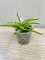 Carica l'immagine nel visualizzatore Galleria, Neofinetia falcata 'Hanagoromo' 花衣 - BIG