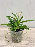 Carica l'immagine nel visualizzatore Galleria, Neofinetia falcata 'Wonhong' 원홍 元紅 - BIG