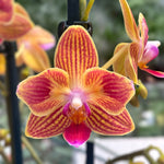 Carica l'immagine nel visualizzatore Galleria, Phalaenopsis Chingruey's Goldstaff - Peloric