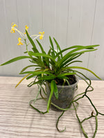 Load image into Gallery viewer, Neofinetia falcata 'Kibana Fuuran' 黄花風蘭 - BIG