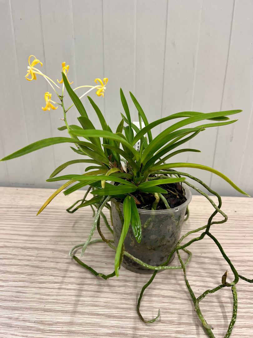 Neofinetia falcata 'Kibana Fuuran' 黄花風蘭 - BIG