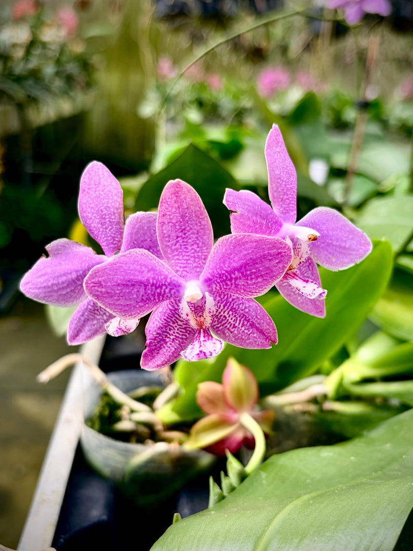 Phalaenopsis speciosa × schilleriana