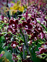 Load image into Gallery viewer, Phalaenopsis Taisuco Kobold