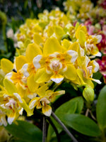 Load image into Gallery viewer, Phalaenopsis Sogo Manager Brother Sara Gold 'Peloric'