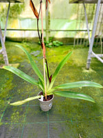Load image into Gallery viewer, Paphiopedilum Winter Pearl (Magic Lantern xemernii var. huonglanae)